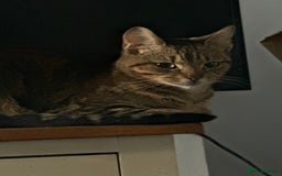 Mixed Breed cats for sale: Beautiful kittens  - Image 10