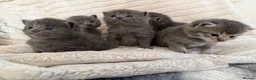 Scottish Fold cats for sale: 8 Beautiful blue Scottish folds  - Advert 21