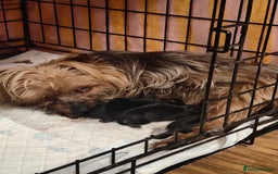 Yorkshire Terrier dogs for sale: 2 tiny Yorkshire terriers 1 male 1 female - Advert 17