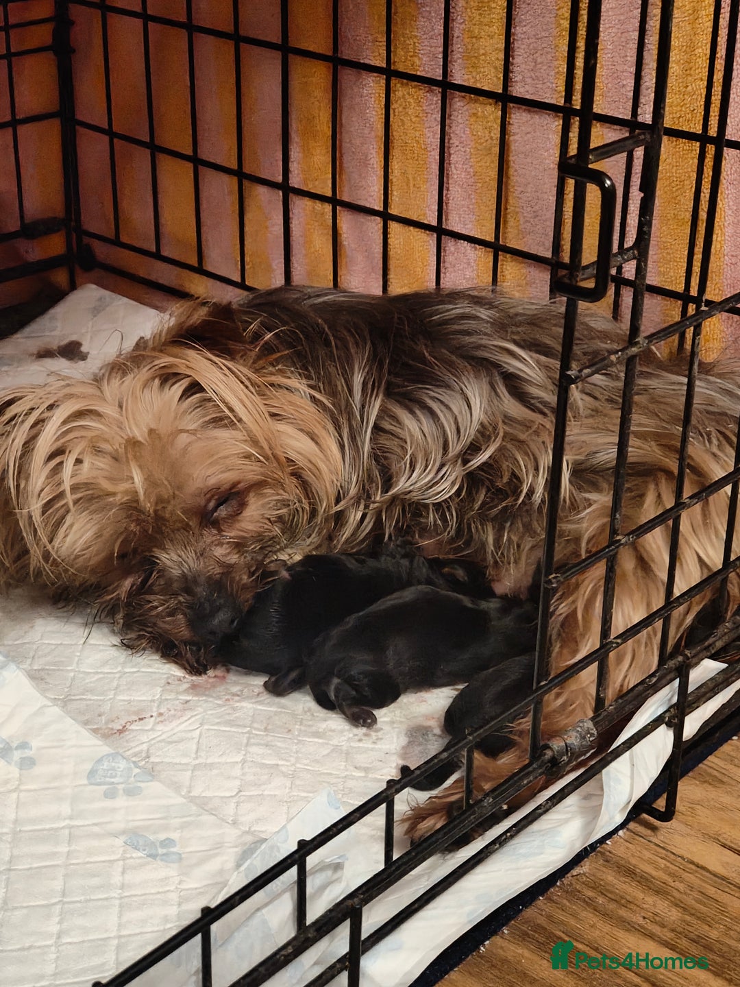Yorkshire Terrier dogs for sale: 2 tiny Yorkshire terriers 1 male 1 female - Advert 17