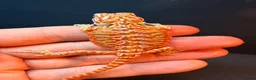 Bearded Dragon reptiles for sale: Stunning Baby Bearded Dragon is ready to go! - Advert 4