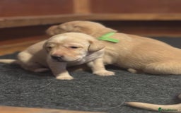 Labrador Retriever dogs for sale: Labrador Retrievers For Sale - Image 15