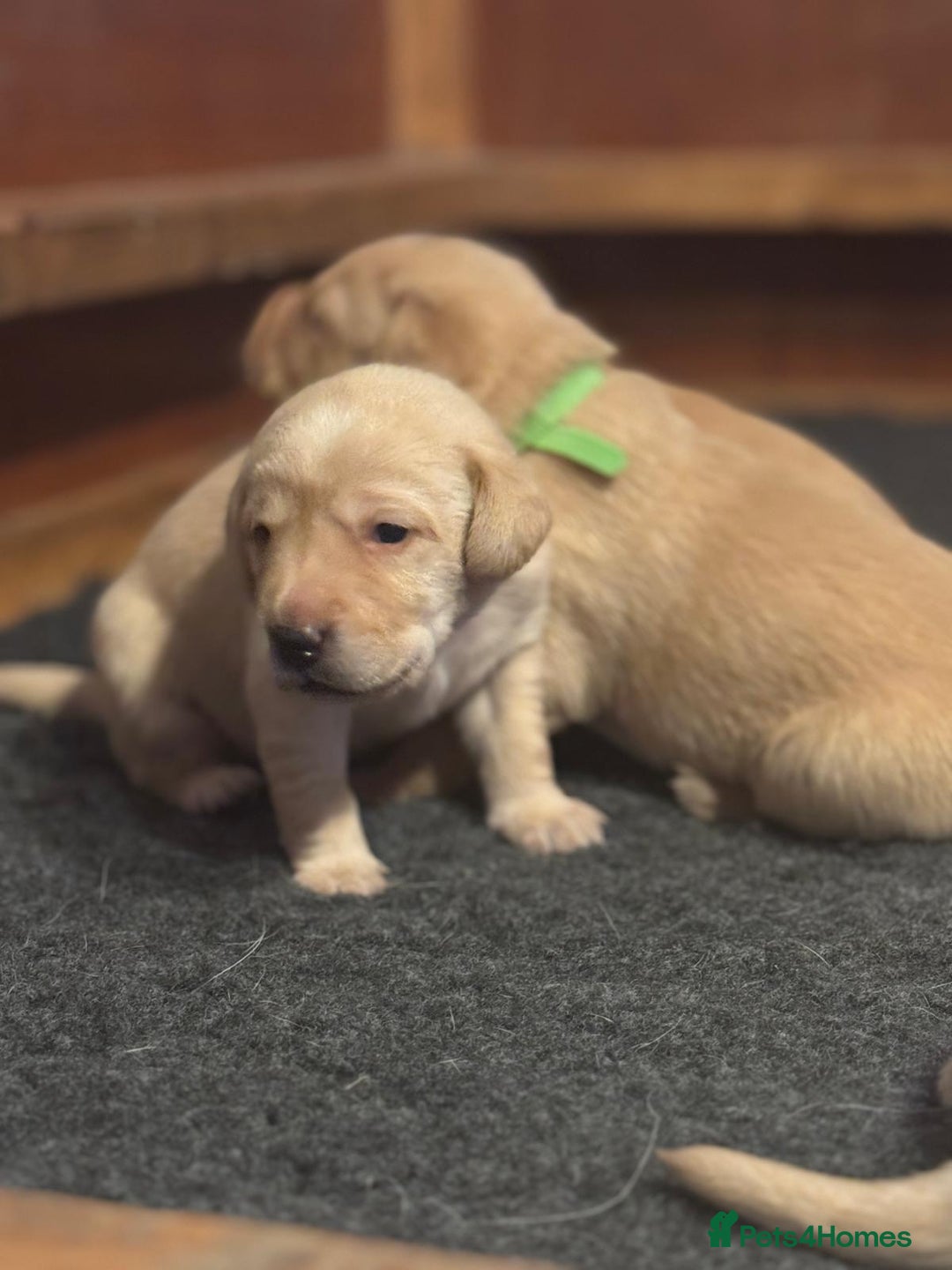Labrador Retriever dogs for sale: Labrador Retrievers For Sale - Image 15