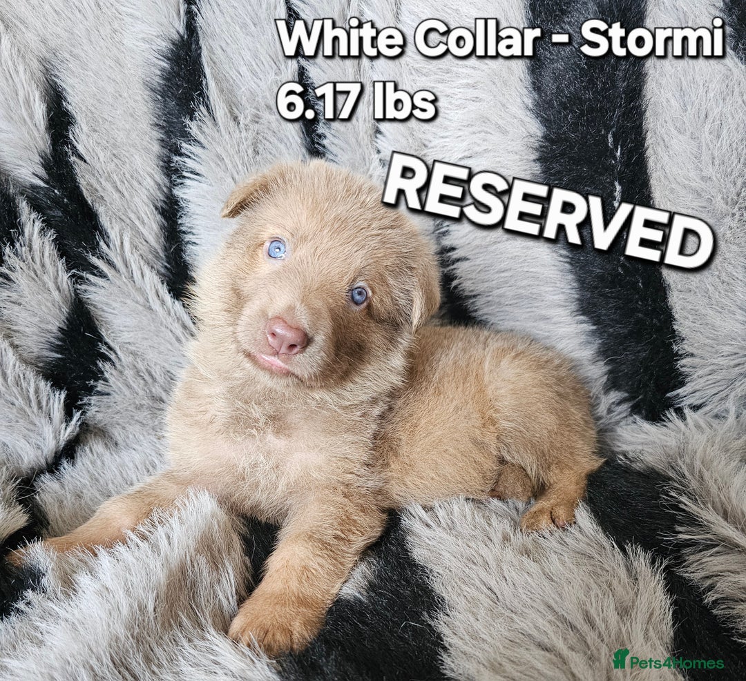 German Shepherd dogs for sale: 🔹️6 Health tested Pedigree gsp's available🔹️ - Image 8