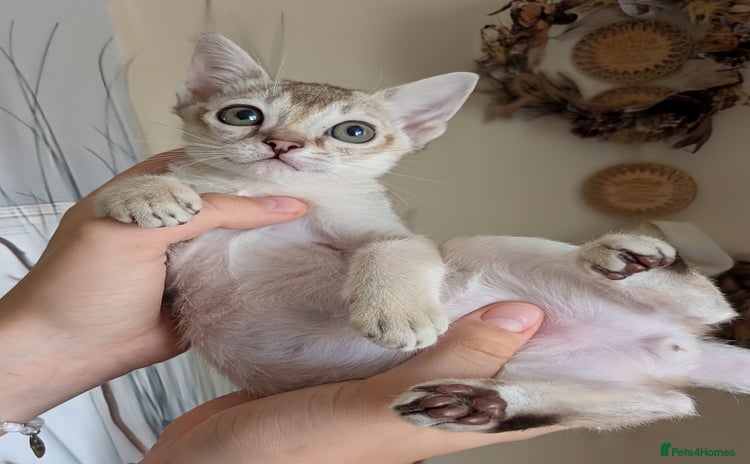 Singapura cats - Advert 3