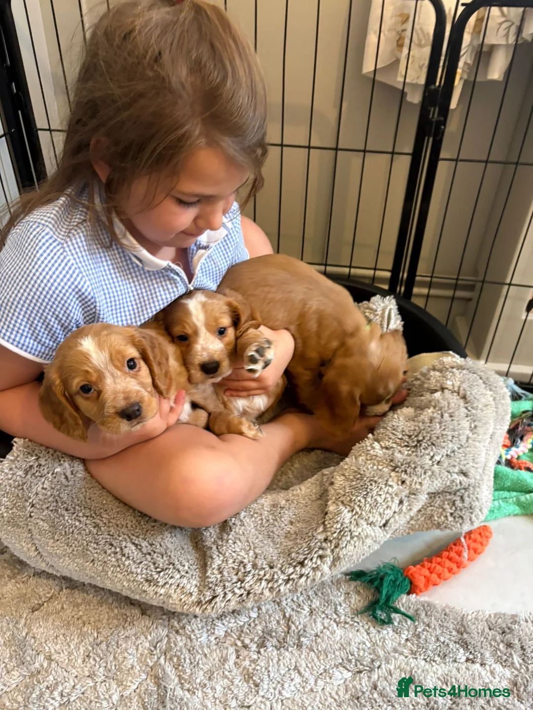 Cocker Spaniel dogs for sale: Beautiful Golden cockers free insurance with agria - Advert 2