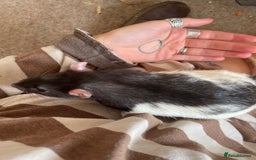 Rat rodents for sale: 2 male rats, friendly  - Image 5