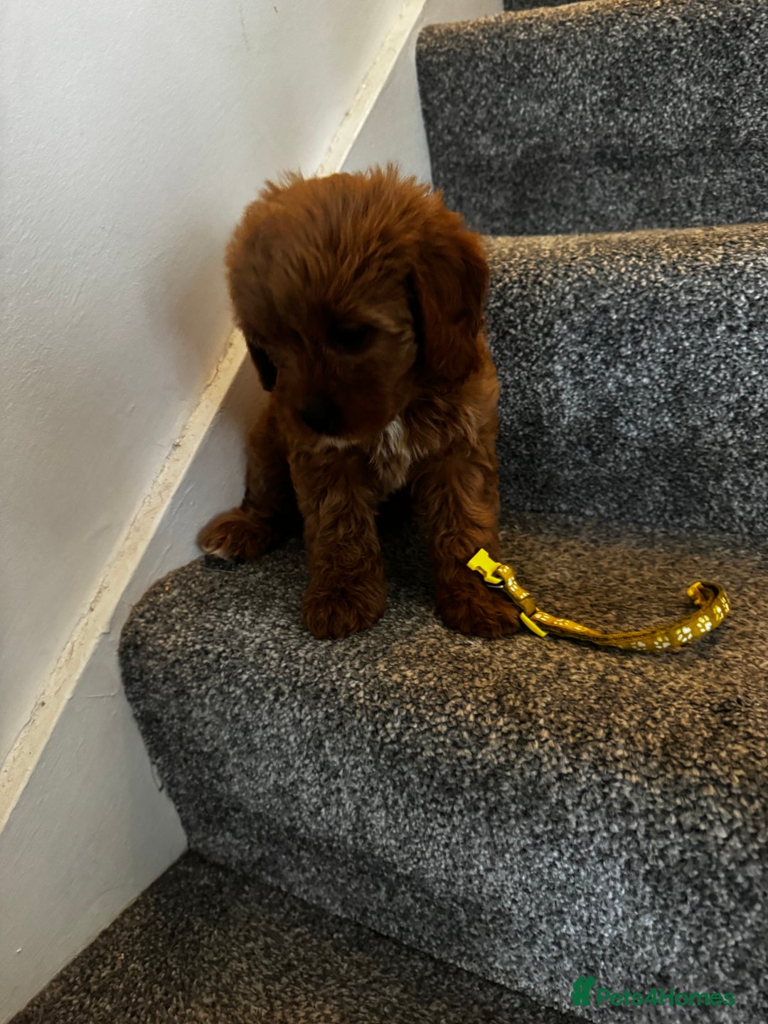 Cavapoo dogs for sale: cavapoo  - Image 21
