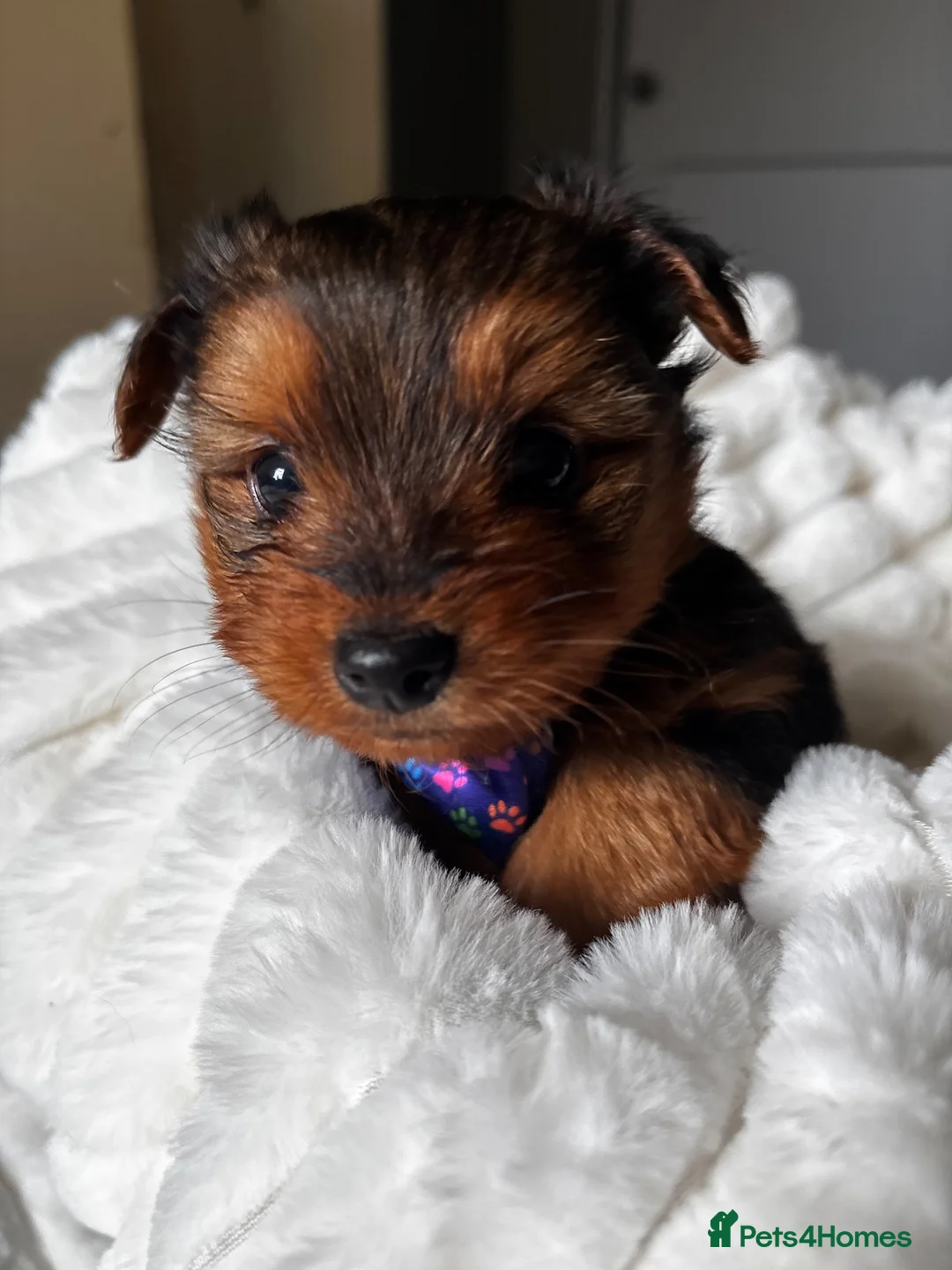 Yorkshire Terrier dogs for sale: Gorgeous teddy bear Yorkshire terriers  - Advert 2
