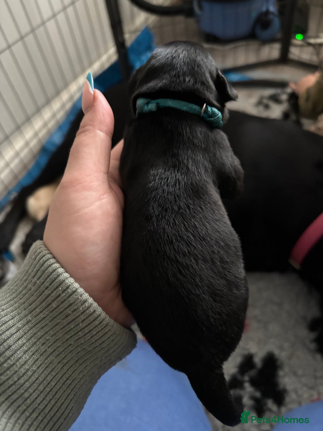 Mixed Breed dogs for sale: Stunning lab/rottie x golden retriever puppies e - Advert 3