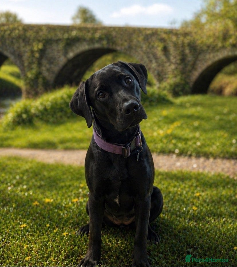 Labrador Retriever dogs Black Labrador Girl, 2 Yrs Old. Loving Home Needed - Advert 4