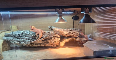 Bearded Dragon reptiles - Advert 1