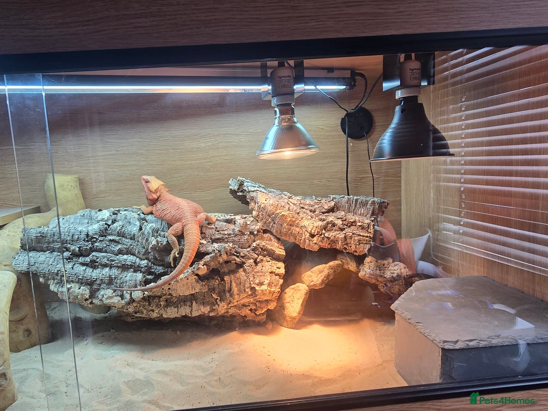Bearded Dragon reptiles for sale: Red bearded dragon large set up - Image 2