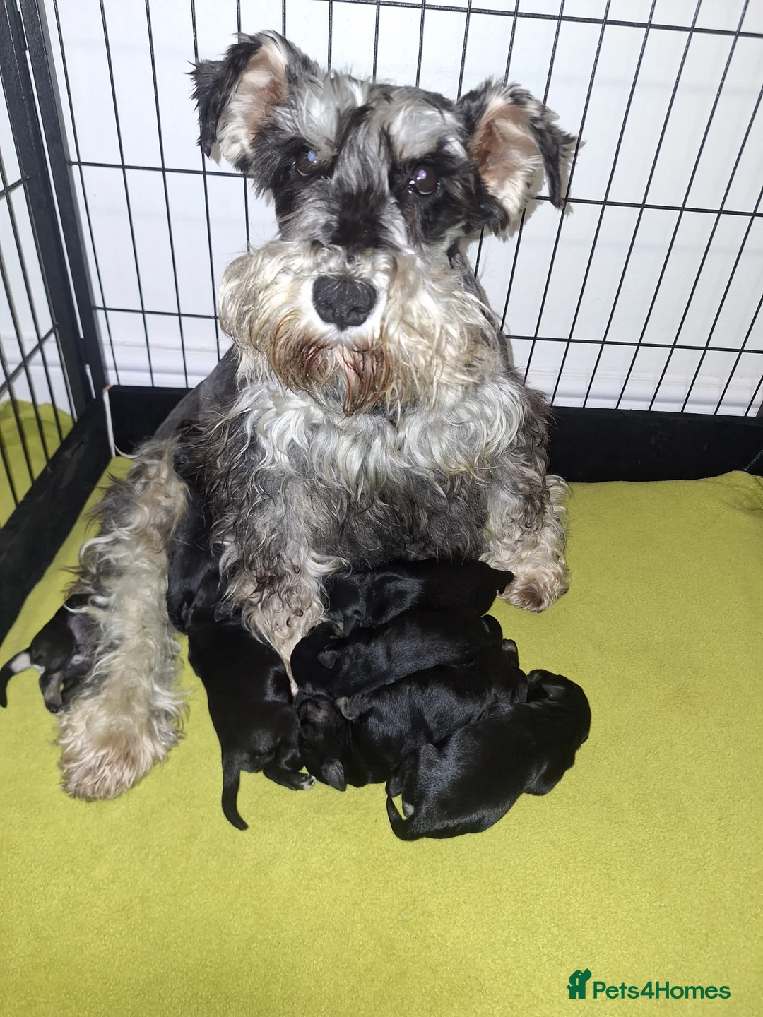 Miniature Schnauzer dogs for sale: 8 adorable miniature schnauzer puppies  - Advert 4