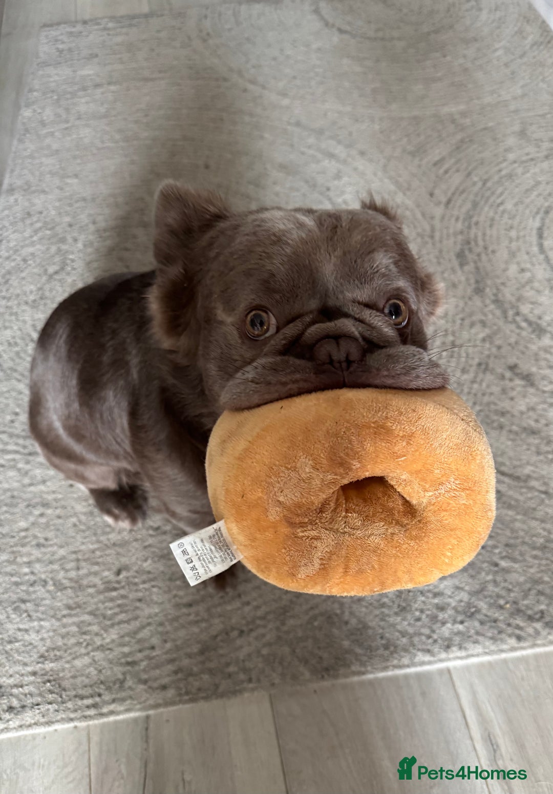 French Bulldog dogs for stud: *STUD* KC NEW SHADE ISABELLE FLUFFY FRENCH BULLDOG in Tonbridge - Advert 16