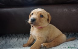 Labrador Retriever dogs for sale: READY NOW Stunning Fox red Labrador puppies - Advert 38