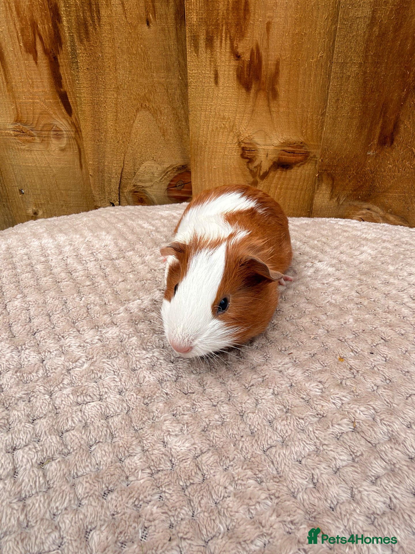 Guinea Pig rodents Beautiful baby boy - Advert 9