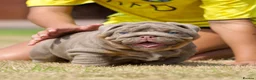 English Bulldog dogs for sale: EPIC BULLYZ PUPS - Advert 7