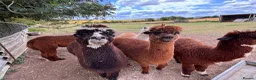 Alpaca livestock for sale: Alpacas for sale (breeding group) - Advert 3