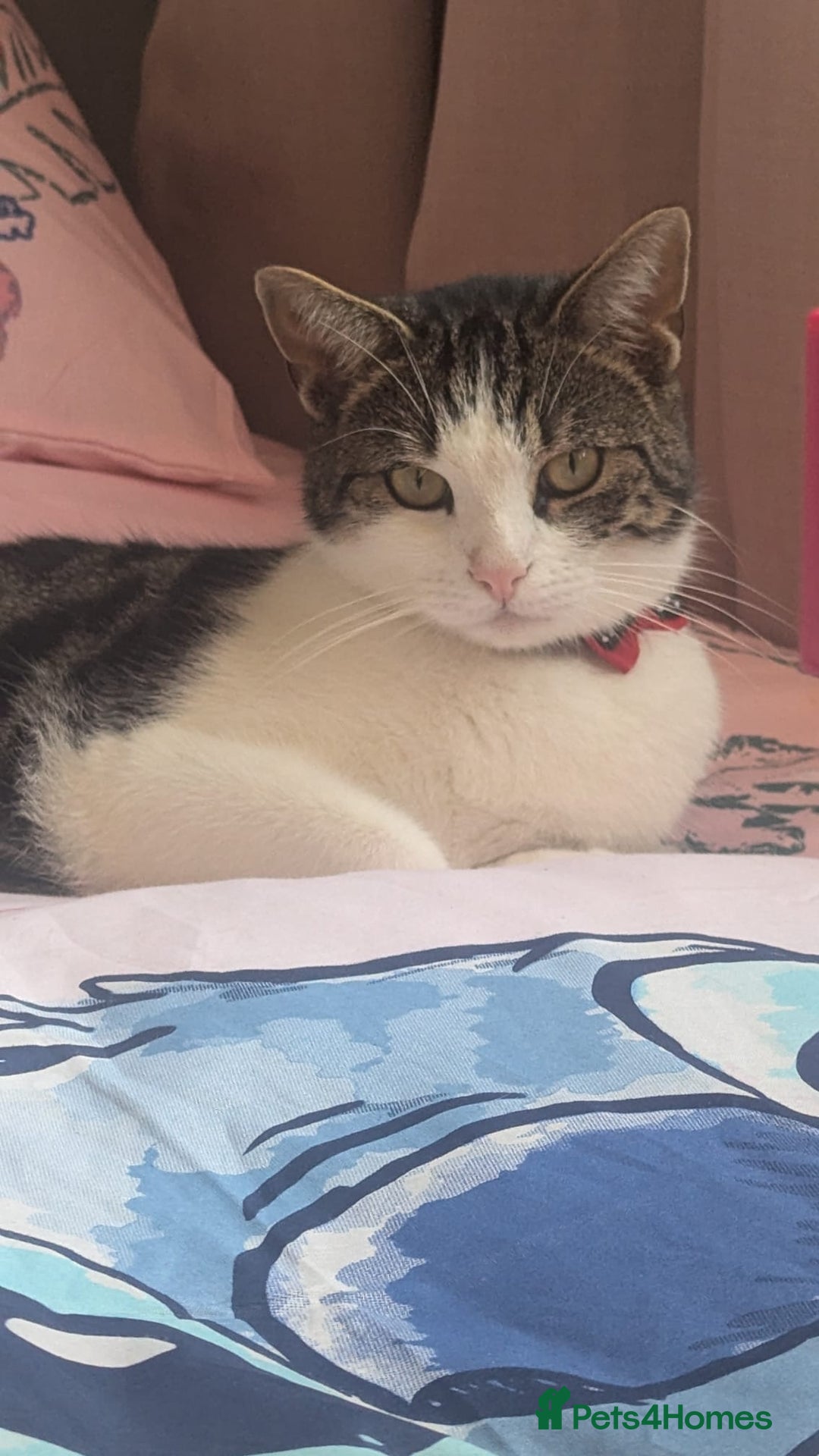 Mixed Breed cats for sale: 2 year old cat George for rehoming (FREE) - Image 5