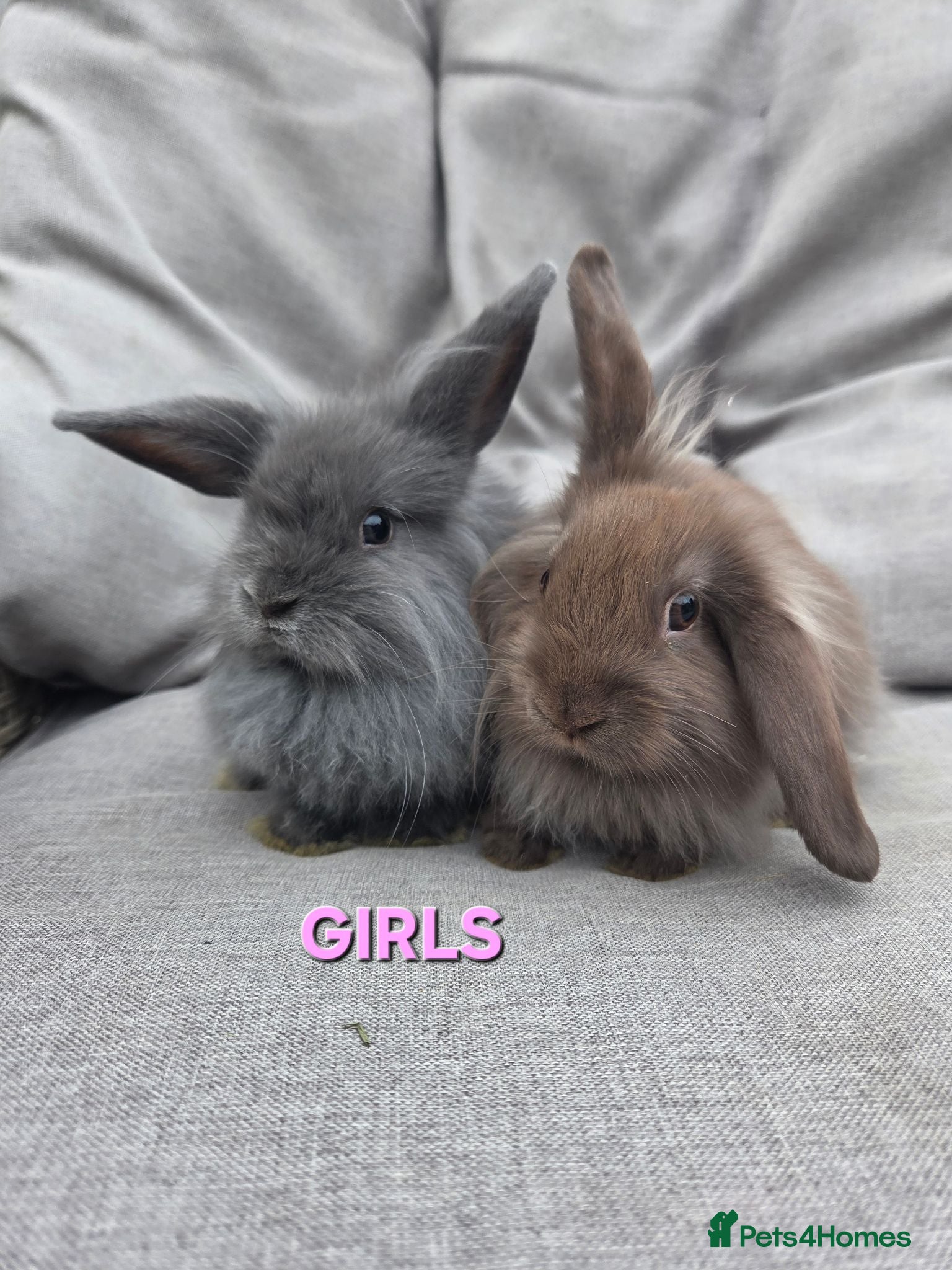 Lionhead rabbits Lion-lop Babies ready NOW VERY TAME🩷🩷🩷🩵 - Advert 1