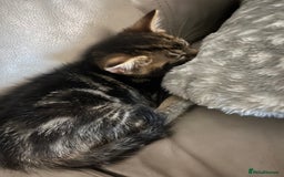 Mixed Breed cats for sale: 4 beautiful kittens - Image 3