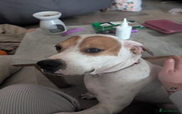 Mixed Breed dogs for adoption: Jenny , a Cyprus sweetheart ♥️  - Image 2