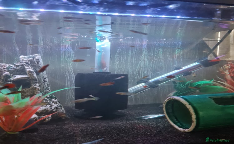 Other/Mixed Breed fish - Advert 1