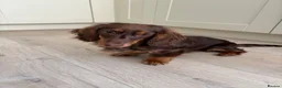Miniature Dachshund dogs for sale: Long haired mini Daschund  in Rotherham - Advert 3