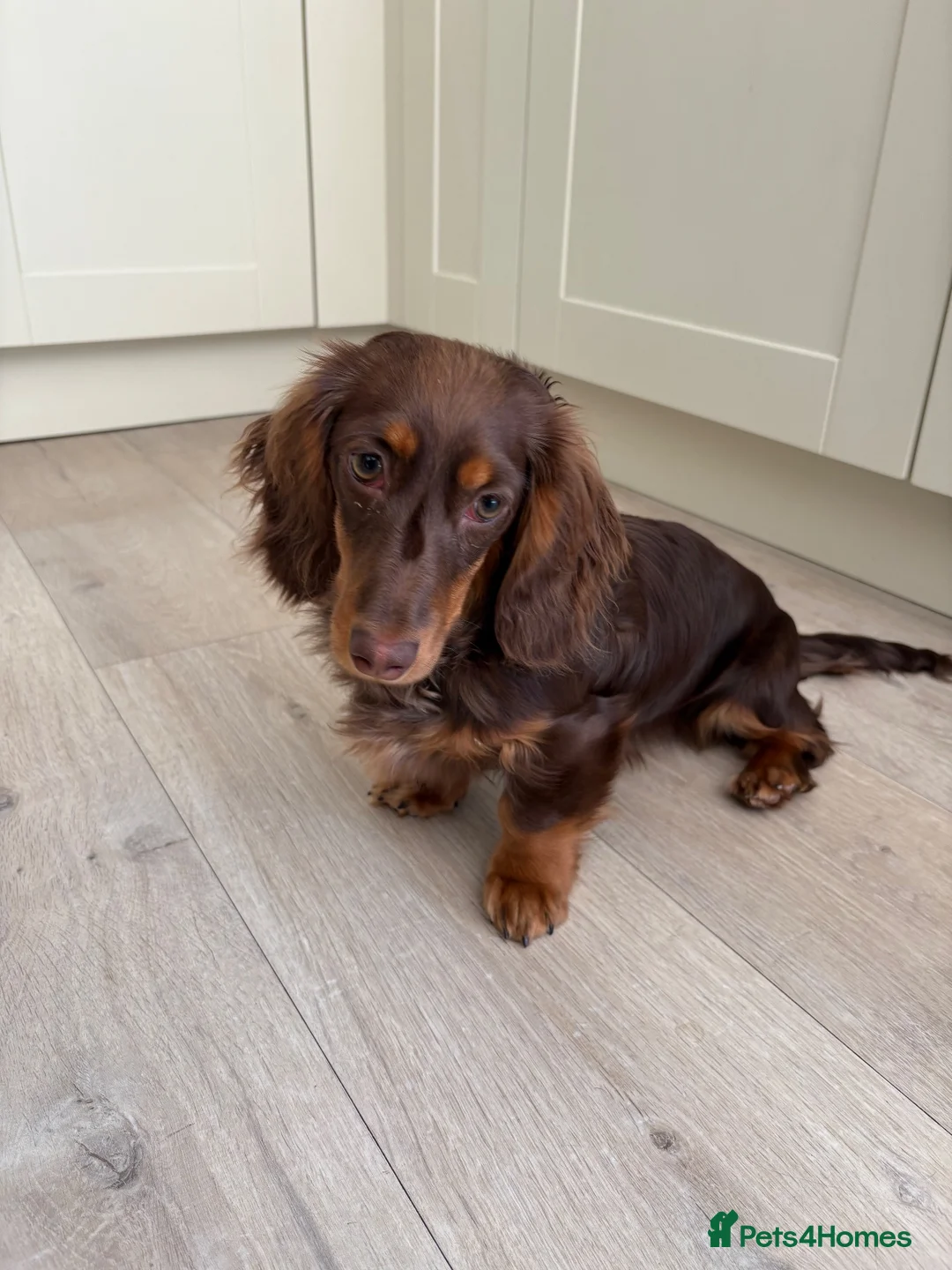 Miniature Dachshund dogs for sale: Long haired mini Daschund  in Rotherham - Advert 3