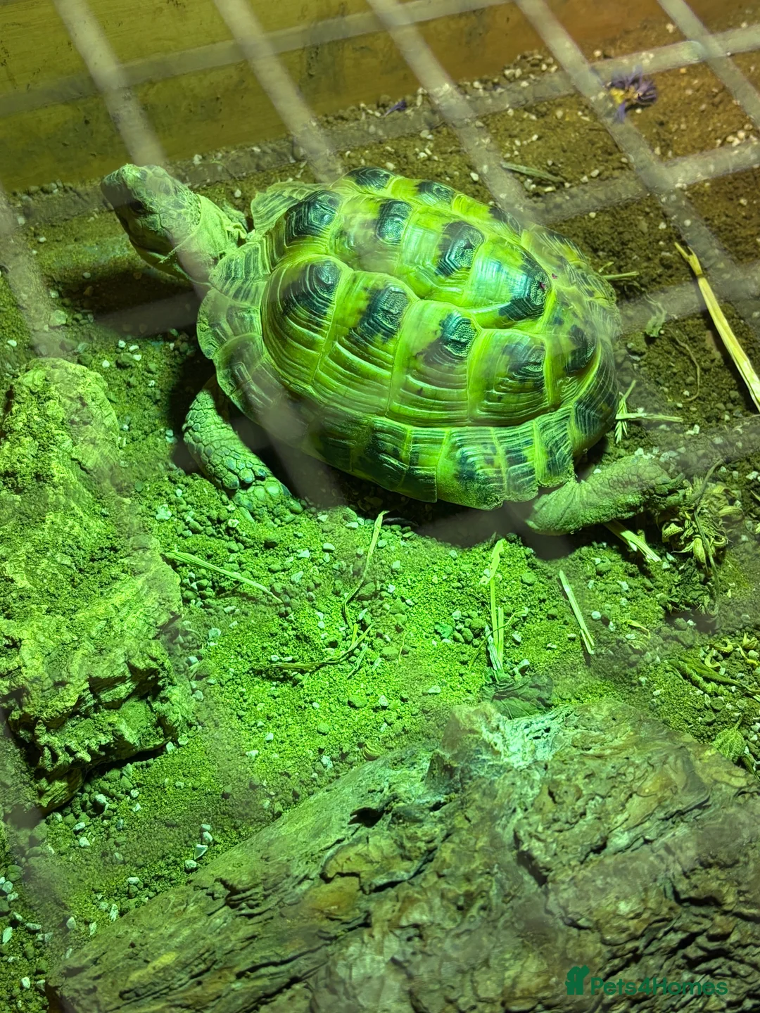 Tortoise reptiles for sale: Horsefield tortoise  - Advert 2