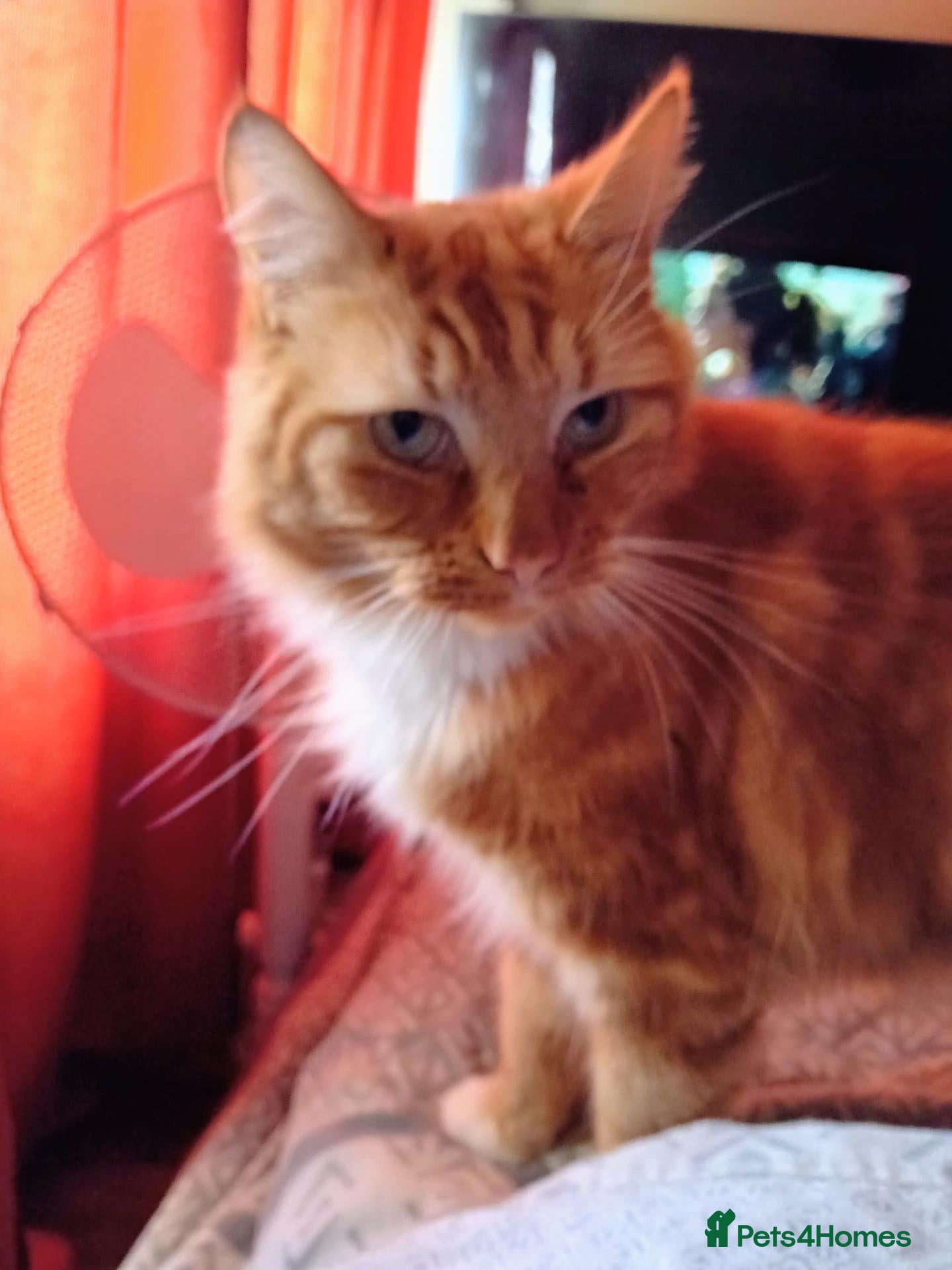 Mixed Breed cats for sale: 2 gorgeous female kittens part Norwegian forest  - Advert 1