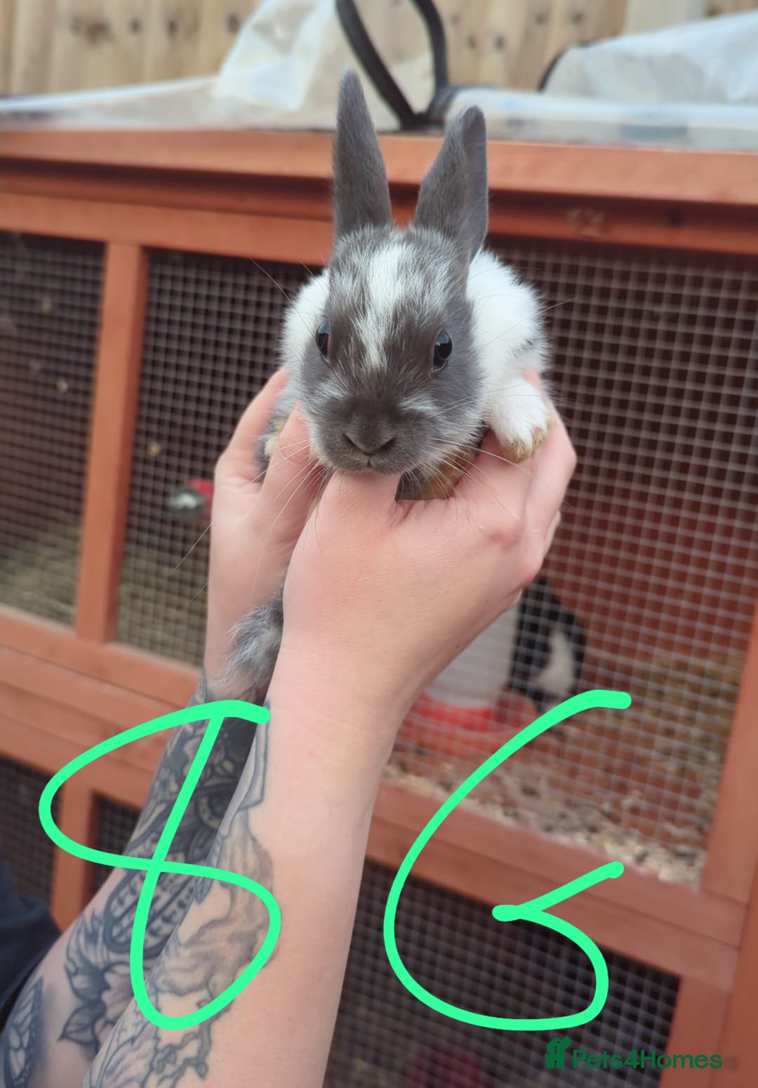Mixed Breed rabbits for sale: Mixed breed baby bunnies *READY NOW*  - Advert 4