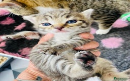 Bengal cats for sale: Beautiful Female Kittens - Image 1