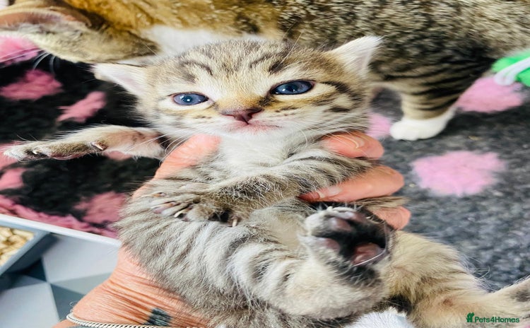 Bengal cats - Advert 12