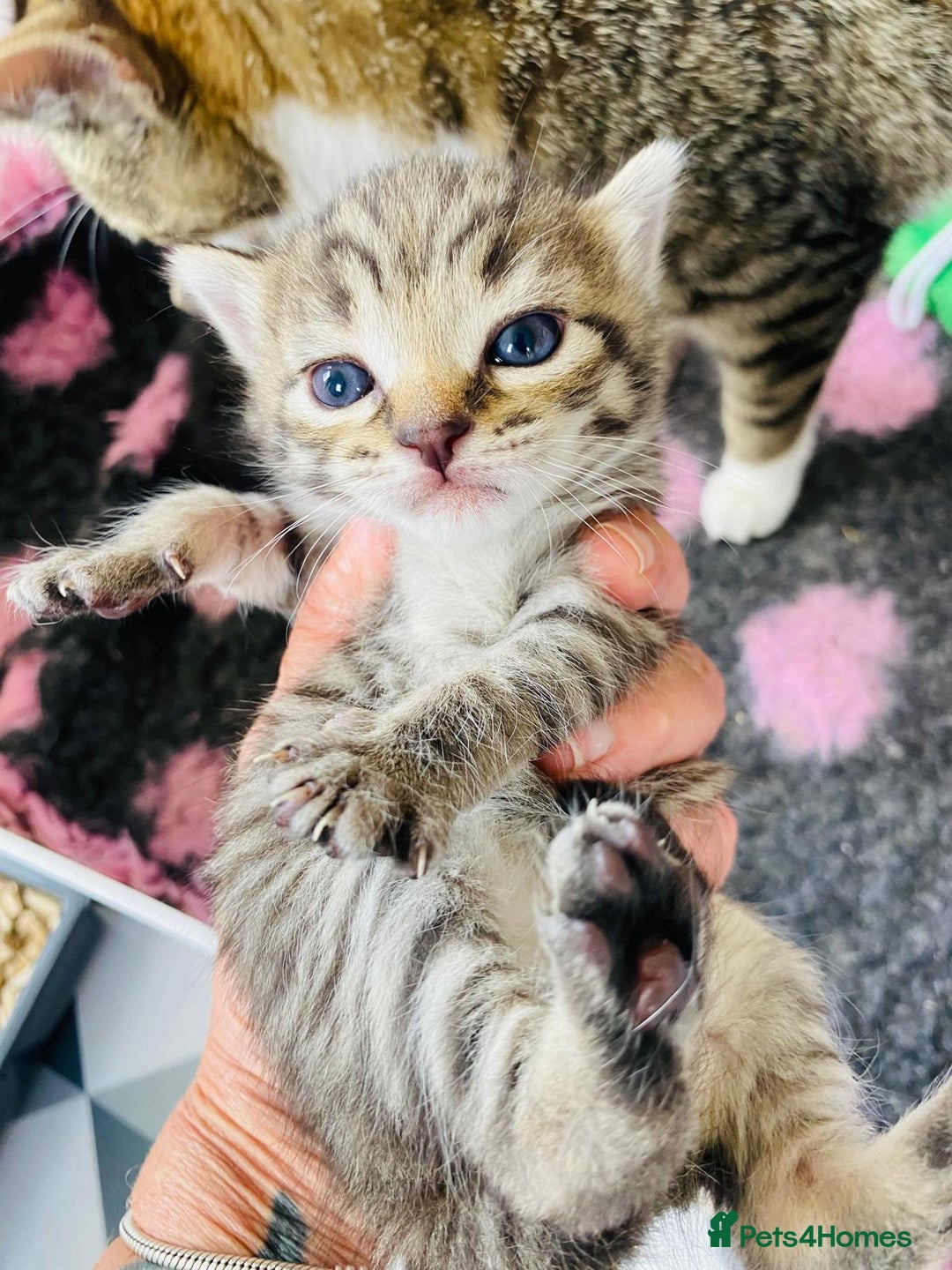Bengal cats for sale: Beautiful Female Kittens - Image 1