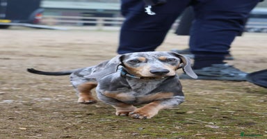 Miniature Dachshund dogs - Advert 11