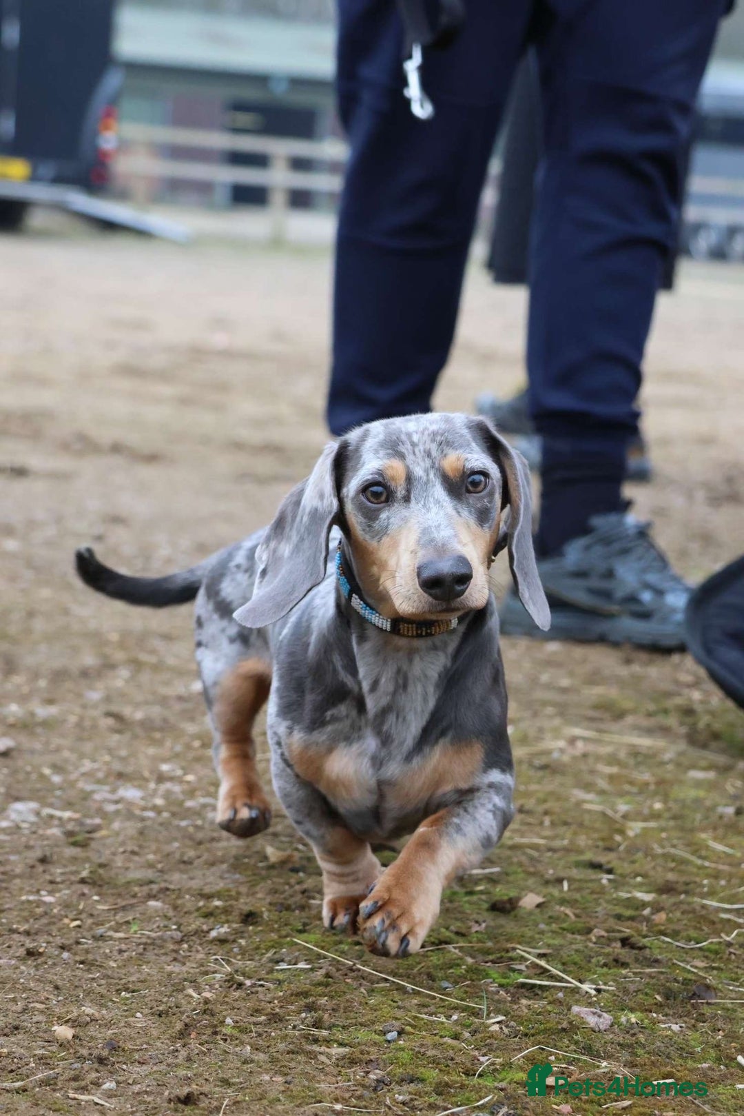 Miniature Dachshund dogs for sale: Miniature Dachshund Black and Tan Boy smooth hair - Advert 6