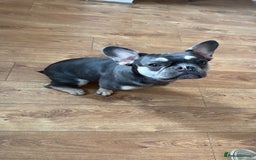 French Bulldog dogs for sale: Grey Male French Bulldog puppy 10 months - Image 2