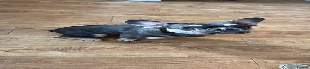 Male French Bulldog Puppy 10 Months