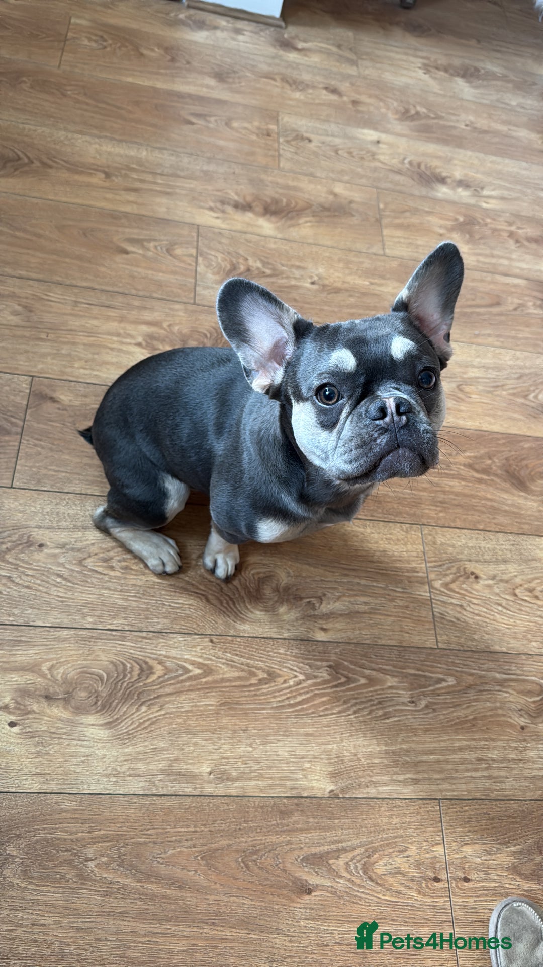 French Bulldog dogs for sale: Grey Male French Bulldog puppy 10 months - Image 2
