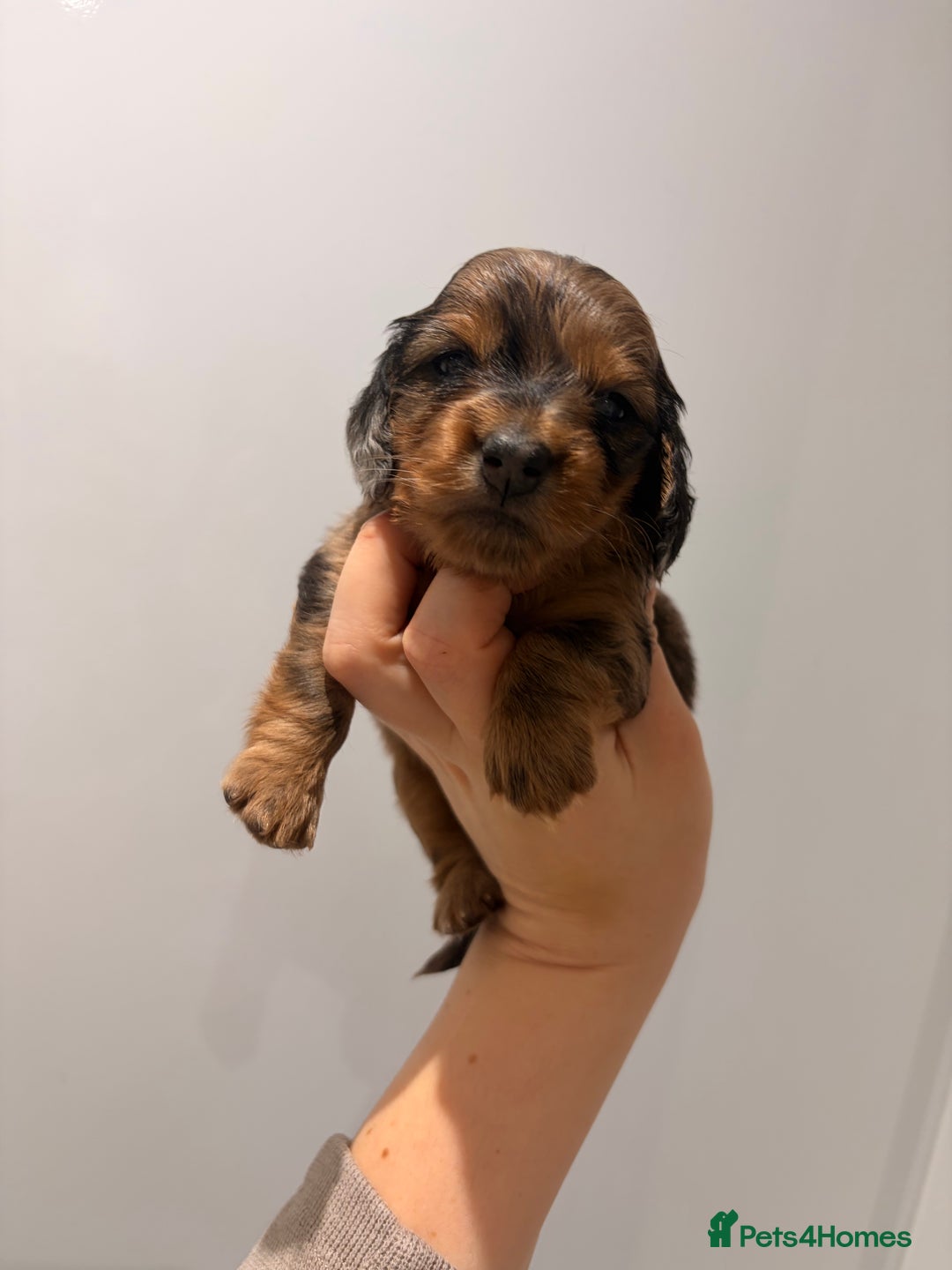 Miniature Dachshund dogs for sale: Quality Russian shaded red minis - Advert 27