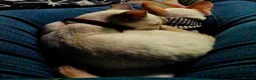 Siamese cats for sale: 1 Male Flame point & 1 Female Lilac point Siamese in Newton Stewart - Advert 3
