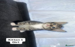 Bengal cats for sale: Bengal/Tabby - Image 12