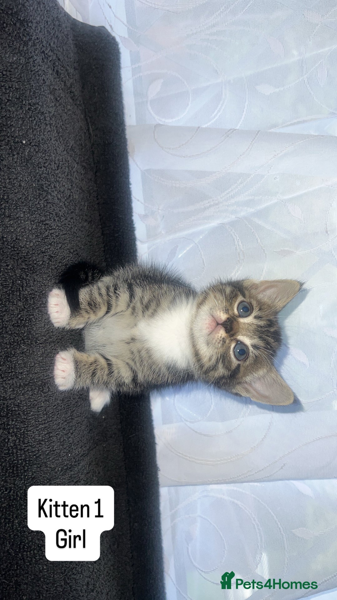 Bengal cats for sale: Bengal/Tabby - Image 12