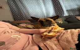 Belgian Shepherd Dog dogs for sale: Beautiful Mali  - Advert 5