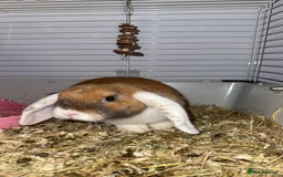 Dwarf Lop rabbits for sale: Loving Bunny For Sale  - Image 2