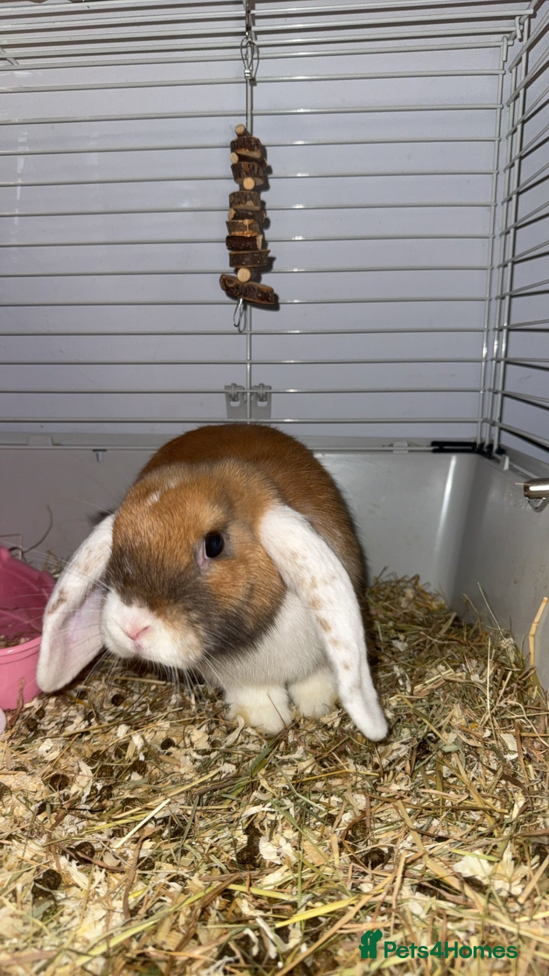 Dwarf Lop rabbits for sale: Loving Bunny For Sale  - Image 2