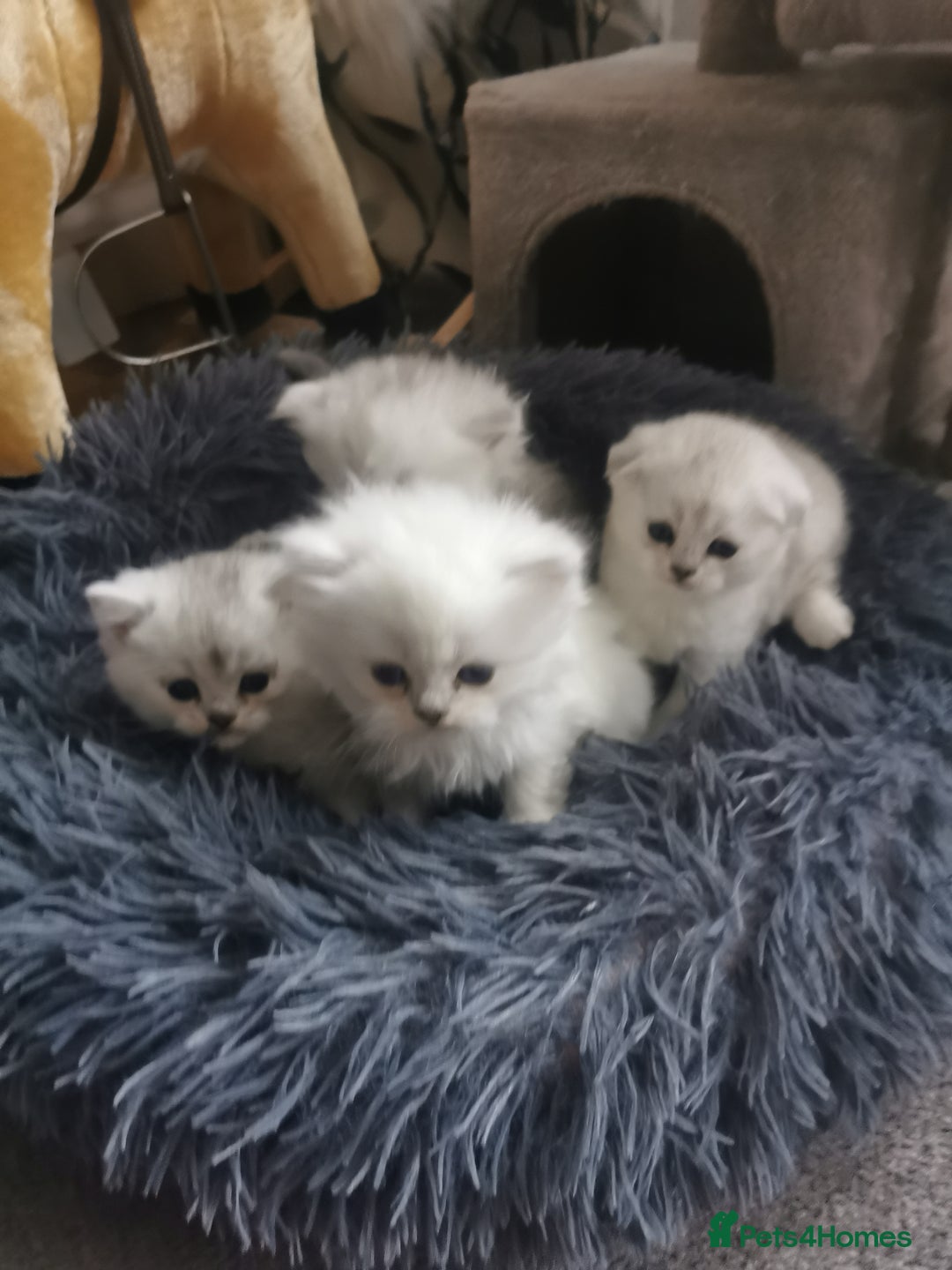 Scottish Fold cats for sale: Scottish Fold/Straight Kittens  - Image 9