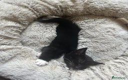 Mixed Breed cats for sale: 3 beautiful playful kittens  - Image 13